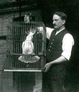 Vartija pitää rikkiharjakakadua, Jadea häkissään Lontoon eläintarhassa lokakuussa 1924 tekijältä Frederick William Bond