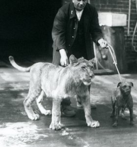 Vartija, joka vie koiran ja nuoren leijonan kävelylle, Lontoon eläintarha, elokuu 1925 (b/w kuva) tekijältä Frederick William Bond