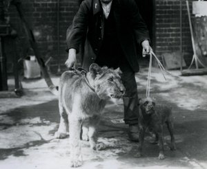 Eläintenhoitaja ulkoiluttaa irlanninterrieriä ja nuorta leijonaa talutusnuorassa, Lontoon eläintarha, syyskuu 1925. tekijältä Frederick William Bond
