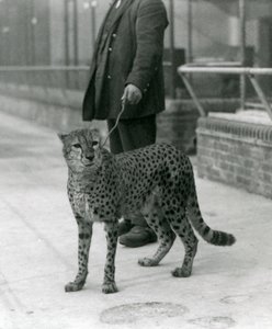 Vartija Cheetah johdolla, Lontoon eläintarha tekijältä Frederick William Bond