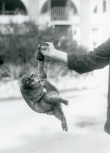 Kinkajou roikkuu eläintenhoitajan sormessa kireällä hännällään, Lontoon eläintarha, syyskuu 1925. tekijältä Frederick William Bond