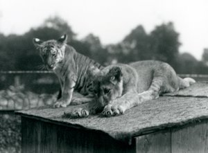 Leijona ja tiikerinpentu istuvat yhdessä luolansa katolla, Lontoon eläintarha, syyskuu 1925 (m/v kuva) tekijältä Frederick William Bond