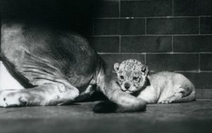 Leijonanpentu makaa äitinsä hännän takana, Lontoon eläintarha, lokakuu 1925. tekijältä Frederick William Bond