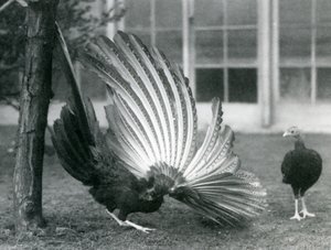 Uros Argus-fasaani eli Great Argus, joka esittelee siipi- ja häntähöyhenään, kun naaras seisoo hänen edessään, Lontoon eläintarha, tammikuu 1926 tekijältä Frederick William Bond