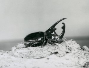Uros Atlas Beetle lepää kuorella Lontoon eläintarhassa tekijältä Frederick William Bond