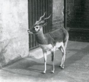 Urospuolinen Blackbuck seisoi aitauksessaan Lontoon eläintarhassa kesäkuussa 1925 tekijältä Frederick William Bond