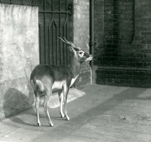 Urospuolinen Blackbuck seisoi aitauksessaan Lontoon eläintarhassa kesäkuussa 1925 tekijältä Frederick William Bond