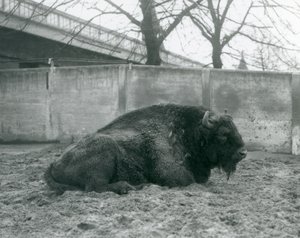 Urospuolinen Euroopan biisoni makaa ruohikolla tarhassaan, Lontoon eläintarha, 1927. tekijältä Frederick William Bond