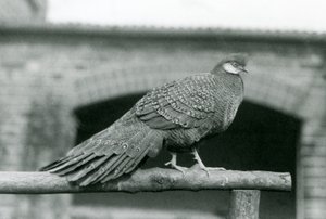 Un faisà paó gris mascle dempeus a la seva perxa al zoo de Londres el 1931 (foto b/n) finlandès tekijältä Frederick William Bond