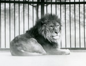 Urosleijona lepää aitauksessaan Lontoon eläintarhassa maaliskuussa 1925 tekijältä Frederick William Bond