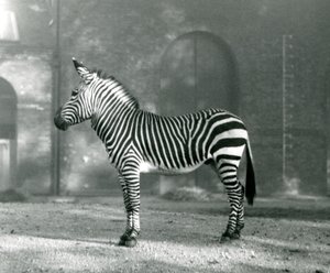 Urospuolinen vuoriseepra x Hartmanns Mountain Zebra seisoo karsinassaan Lontoon eläintarhassa syyskuussa 1927. tekijältä Frederick William Bond