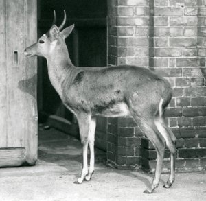 Uros eteläinen ruohokorento tai ratsupukki seisoo antilooppitalon oven vieressä, Lontoon eläintarha, 6. lokakuuta 1927. tekijältä Frederick William Bond