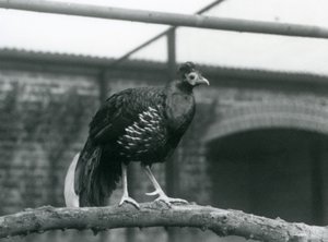 Veilot