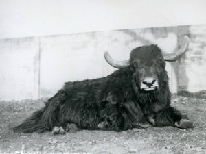 Jakkiuros makaa aitauksessaan Lontoon eläintarhassa vuonna 1928 (m/v kuva) tekijältä Frederick William Bond