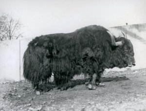 Urospuolinen jakki seisoo karsinassaan Lontoon eläintarhassa vuonna 1928 (s/w-kuva). tekijältä Frederick William Bond