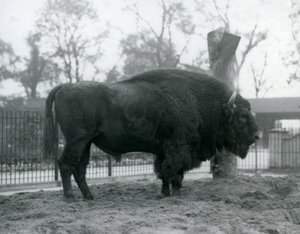 Malebull European Bison seisoo ruohikolla tarhassaan. Lontoon eläintarha, lokakuu 1927. Haavoittuva eurooppalainen biisoni tunnetaan myös nimellä Wisent tai Euroopan metsäbiisoni. tekijältä Frederick William Bond