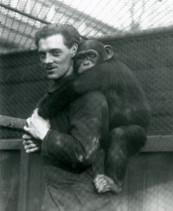 Mies kantaa simpanssi Sallya selässään Lontoon eläintarhassa, 1924 tekijältä Frederick William Bond