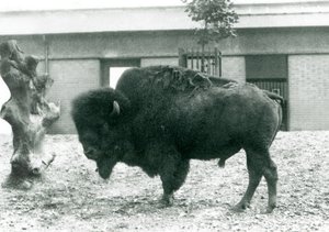 Lähes uhattu amerikkalainen Bison Buffalo -härkä seisoo aitauksessaan Lontoon eläintarhassa, 1927 tekijältä Frederick William Bond