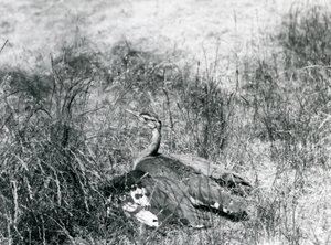 Lähes uhanalainen arabiräkätti levittelee siipiään lähellä maata pitkän ruohon seassa, Lontoon eläintarha, heinäkuu 1925. tekijältä Frederick William Bond