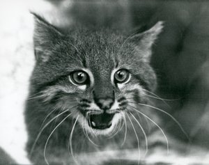 Lähes uhattu Pampas Cat/Pantanal Cat/Colocolo Lontoon eläintarhassa vuonna 1929 (m/w kuva) tekijältä Frederick William Bond