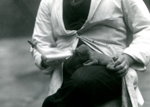 Vastasyntynyt leijonanpentu, jota sen pitäjä, Lontoon eläintarha, ruokkii pullosta, 1923 tekijältä Frederick William Bond