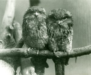 Tawny Frogmouth -pari istuu oksalla Lontoon eläintarhassa vuonna 1924 tekijältä Frederick William Bond