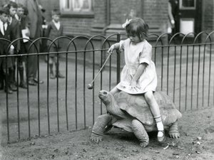 Pieni tyttö, Betty, ojentaa kepin, jonka päässä on omena, johtaakseen jättikilpikonnaa, jolla hän ratsastaa, Lontoon eläintarha, 1924 tekijältä Frederick William Bond