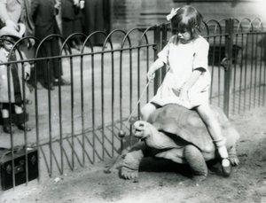 Pieni tyttö, Betty, ojentaa keppiä, jonka päässä on omena, johtaakseen ratsastamaansa jättiläiskilpikonnaa, Lontoon eläintarha, 1924. tekijältä Frederick William Bond