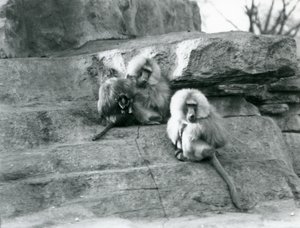 Pieni ryhmä kolmesta aikuisesta ja yhdestä vauvasta pyhiä paviaaaneja Monkey Hillin kallioiden keskellä Lontoon eläintarhassa tekijältä Frederick William Bond