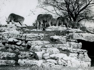 Pieni Eland-lauma laiduntamassa kivien keskellä Lontoon eläintarhan ElandAntelope Paddockissa kesäkuussa 1925. tekijältä Frederick William Bond