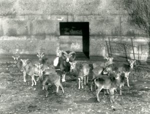 Pieni muflonilauma Lontoon eläintarhassa marraskuussa 1926. tekijältä Frederick William Bond