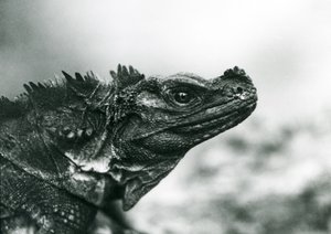 Haavoittuva Sailfin Lizard Lontoon eläintarhassa vuonna 1928 (m/v kuva) tekijältä Frederick William Bond