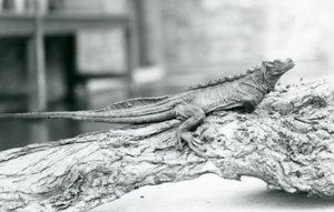 Haavoittuva Sailfin Lizard lepää puun päällä Lontoon eläintarhassa vuonna 1928 (m/v kuva) tekijältä Frederick William Bond