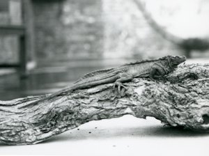 Haavoittuva Sailfin Lizard lepää puun päällä Lontoon eläintarhassa vuonna 1928 (m/v kuva) tekijältä Frederick William Bond