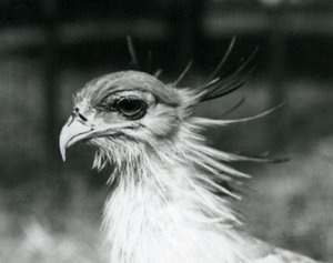 Haavoittuva Secretary Bird tai Secretarybird Lontoon eläintarhassa vuonna 1928 (m/v kuva) tekijältä Frederick William Bond