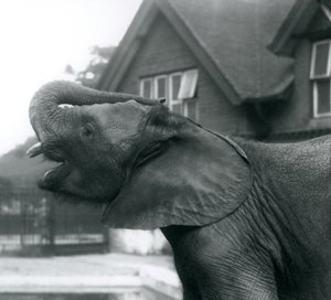 Nuori afrikanelefantti, jonka keppi on nostettu otsalle, Lontoon eläintarha, elokuu 1925.