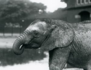 Nuori afrikanelefantti, jonka suussa on rungon pää, Lontoon eläintarha, elokuu 1925. tekijältä Frederick William Bond