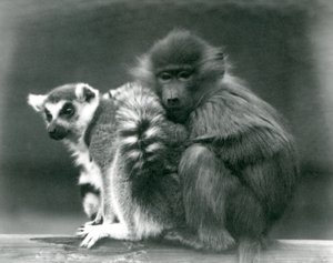 Nuori paviaani halailee rengashäntälemurin luo palkin päällä, Lontoon eläintarha, 1925 tekijältä Frederick William Bond