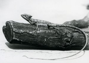 Nuori basiliskilisko lepää puun päällä Lontoon eläintarhassa elokuussa 1928 (b/w kuva) tekijältä Frederick William Bond
