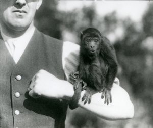 Nuori Black Howler Monkey istuu miehen käsivarrella tarrautuva häntä kiedottuna ranteen ympärille, Lontoon eläintarha, 1923 (bw kuva) tekijältä Frederick William Bond