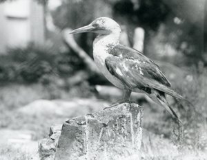 Nuori Gannet seisoo kannolla Lontoon eläintarhassa vuonna 1929 (b/w kuva) tekijältä Frederick William Bond