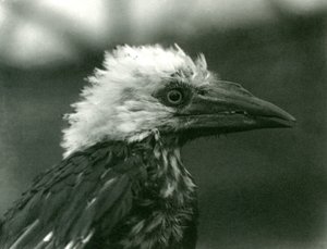 Nuori Hornbill Lontoon eläintarhassa, 1924 tekijältä Frederick William Bond