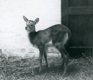 Nuori lechwe seisoo heinillä, Lontoon eläintarha, tammikuu 1926. tekijältä Frederick William Bond