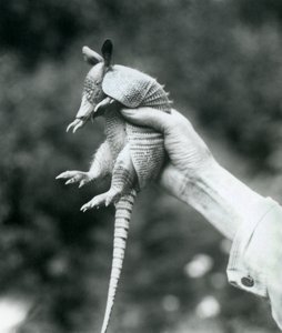 Nuori yhdeksännauhainen armadilloYhdeksännauhainen pitkänokkainen armadillo pidettynä vartijan kädessä, Lontoon eläintarha, elokuu 1926 tekijältä Frederick William Bond