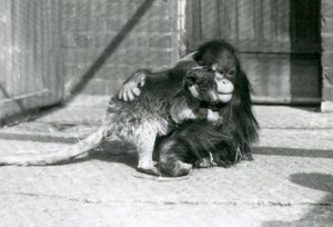 Nuori orangutanki halaa kengurua Lontoon eläintarhassa vuonna 1927 (m/v kuva) tekijältä Frederick William Bond