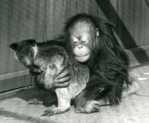 Nuori orangutanki halaa kengurua Lontoon eläintarhassa vuonna 1927