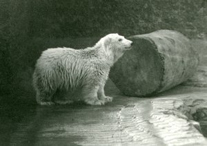Nuori jääkarhu Lontoon eläintarhassa marraskuussa 1924 tekijältä Frederick William Bond