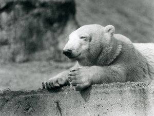 Nuori jääkarhu lepää Lontoon eläintarhassa betonipenkillä vuonna 1927. tekijältä Frederick William Bond