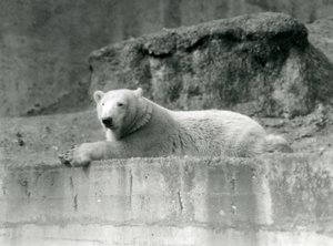 Nuori jääkarhu lepää kiviisellä reunalla aitassaan Lontoon eläintarhassa vuonna 1927 tekijältä Frederick William Bond