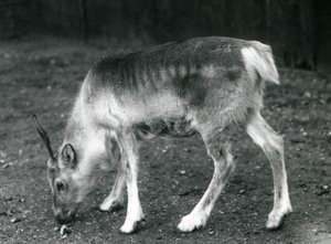 Nuori poro Lontoon eläintarhassa, 1925 tekijältä Frederick William Bond